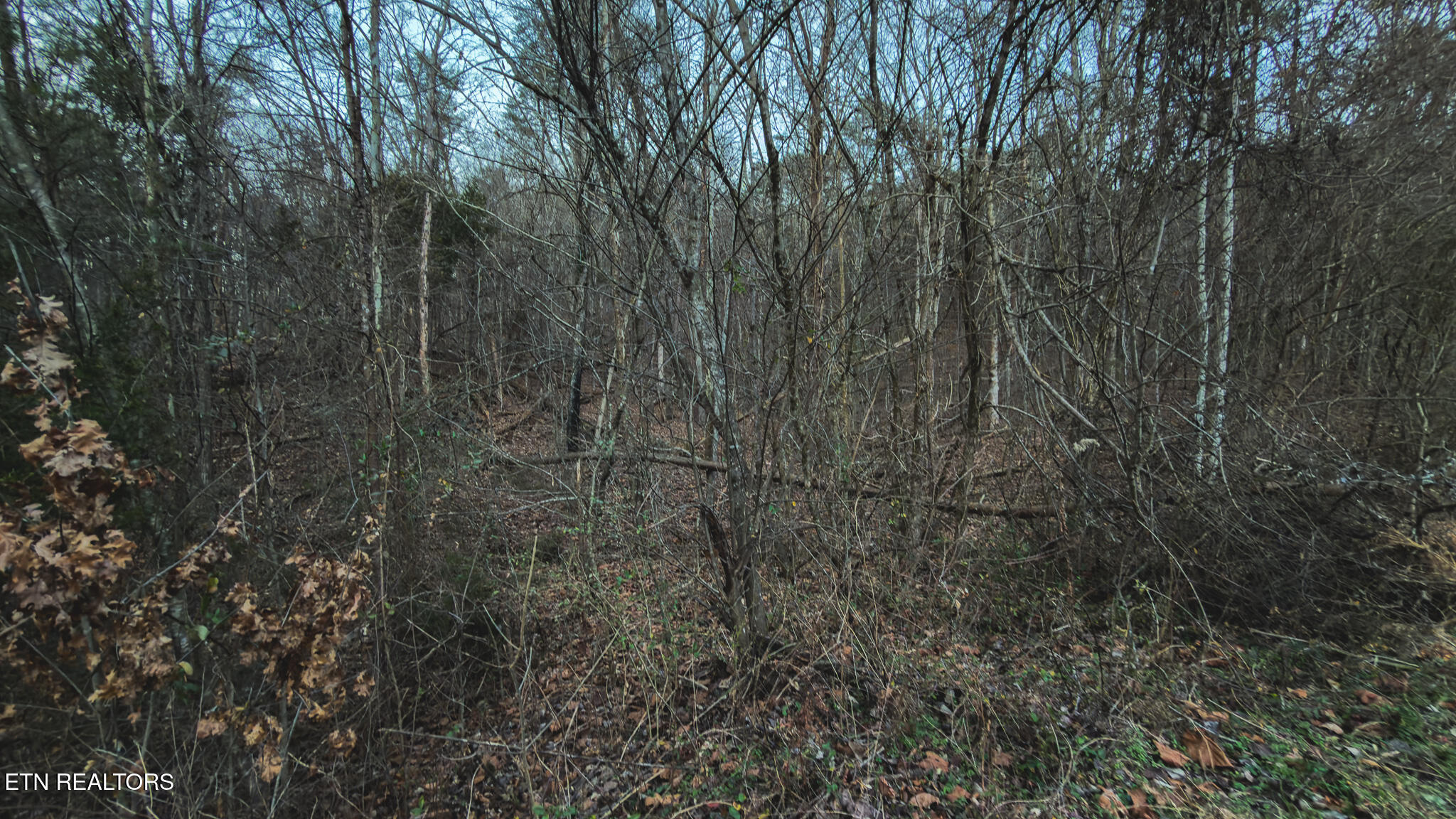 1655 Lester Whitt Road Rutledge, TN 37861 - Photo 34 of 40 IMG_1155