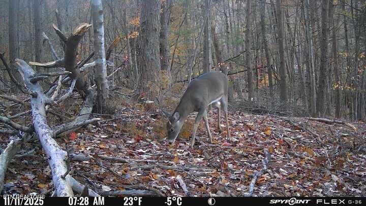 1655 Lester Whitt Road Rutledge, TN 37861 - Photo 36 of 40 IMG_4437