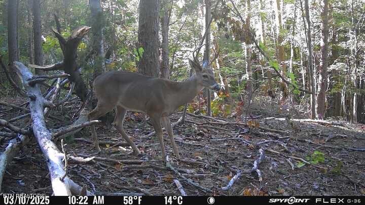 1655 Lester Whitt Road Rutledge, TN 37861 - Photo 37 of 40 IMG_4439