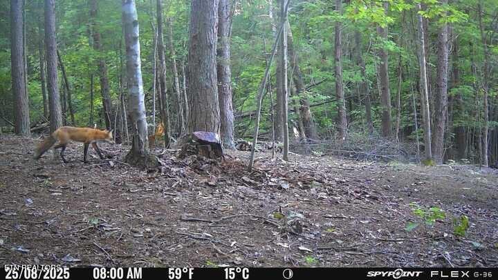 1655 Lester Whitt Road Rutledge, TN 37861 - Photo 39 of 40 IMG_4441
