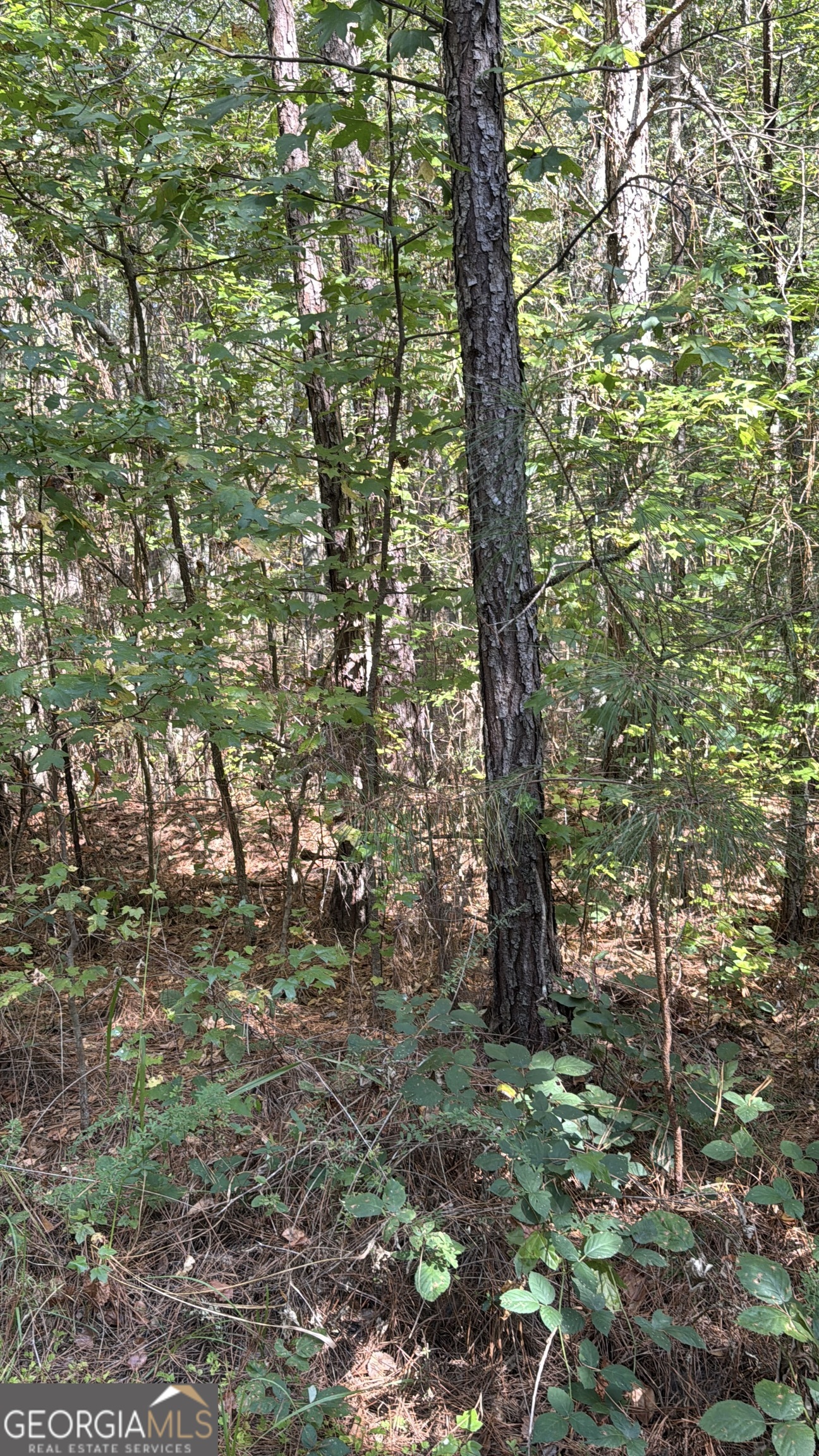 230 Dodgen Road Hampton, GA 30228 - Photo 2 of 13