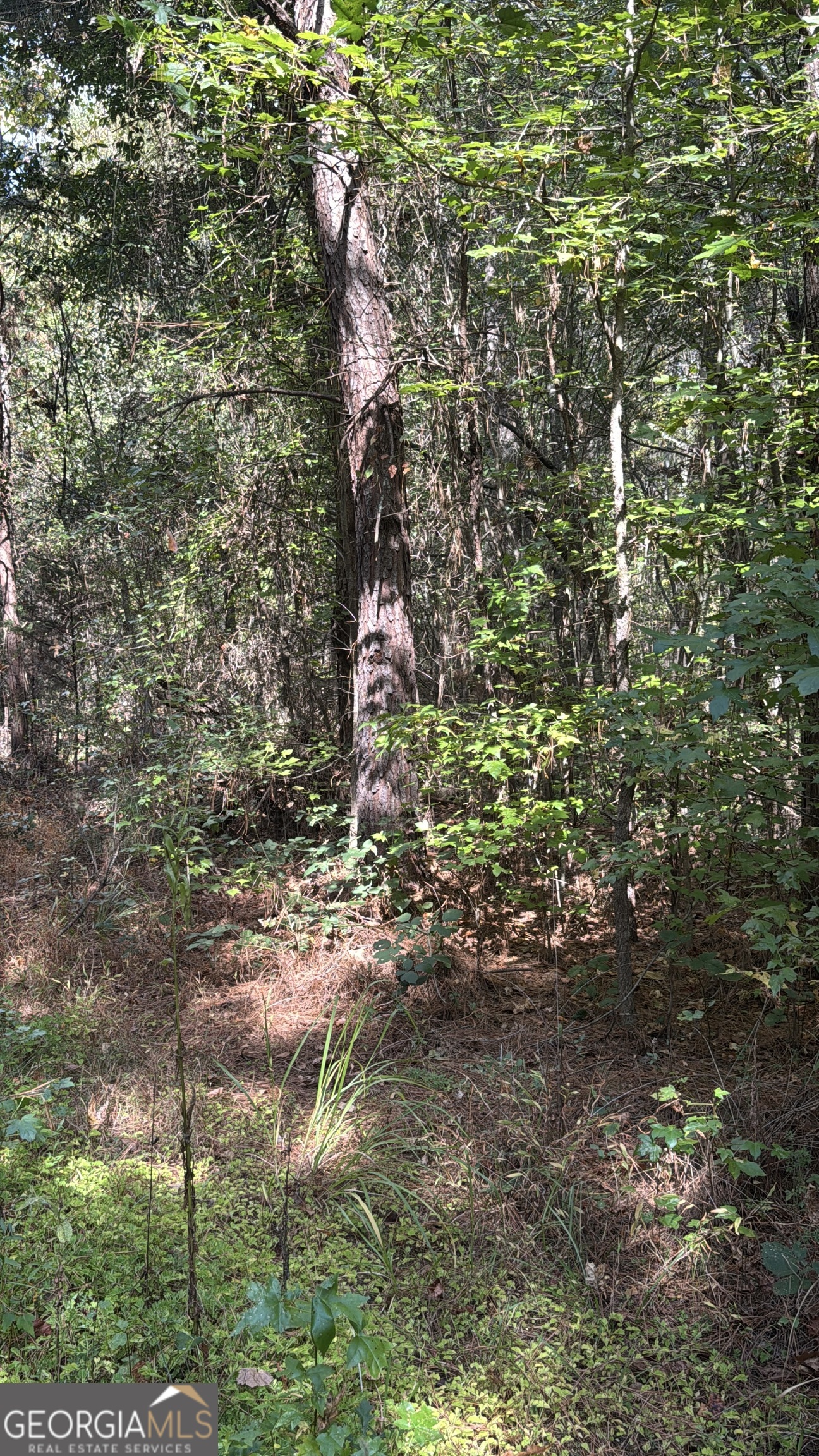 230 Dodgen Road Hampton, GA 30228 - Photo 3 of 13