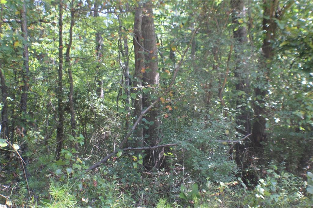 176 Spruce Pine Lane Pilot Mountain, NC 27041 - Photo 4 of 28