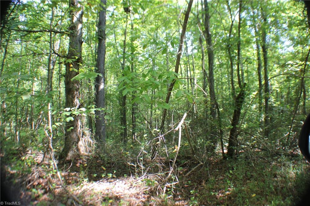 176 Spruce Pine Lane Pilot Mountain, NC 27041 - Photo 5 of 28