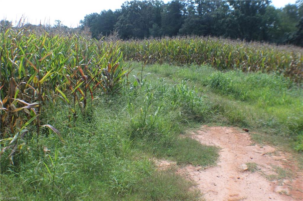 176 Spruce Pine Lane Pilot Mountain, NC 27041 - Photo 7 of 28