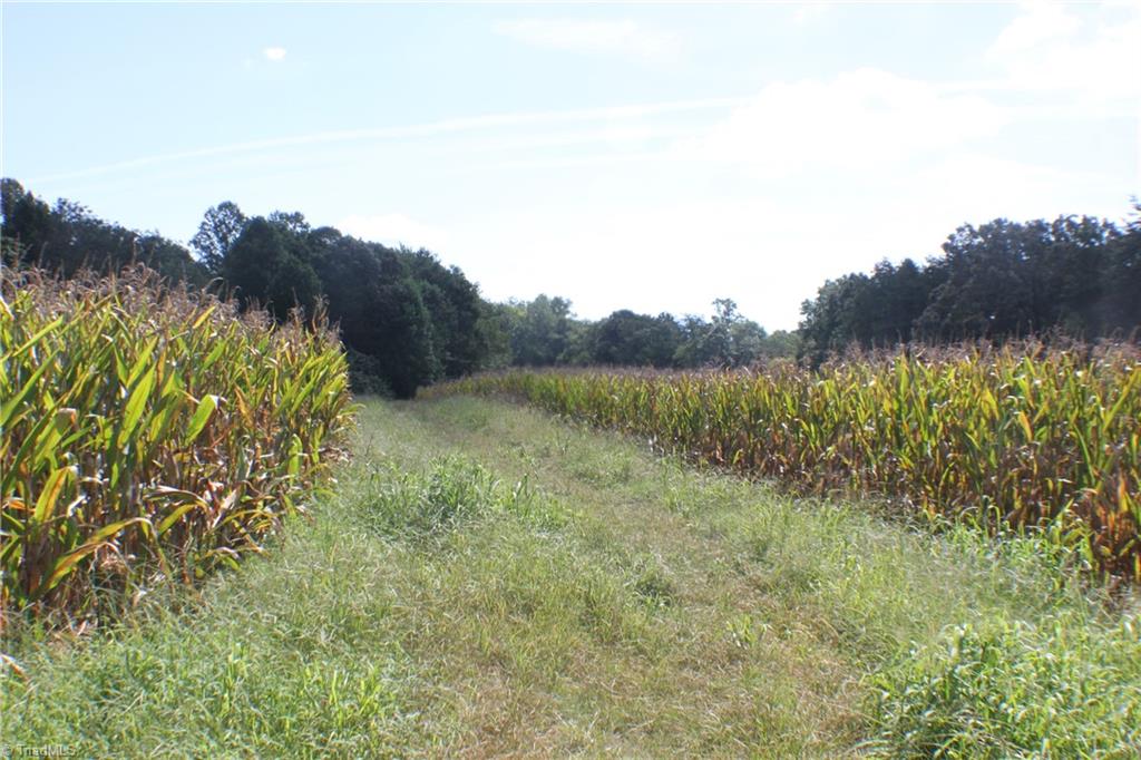 176 Spruce Pine Lane Pilot Mountain, NC 27041 - Photo 8 of 28