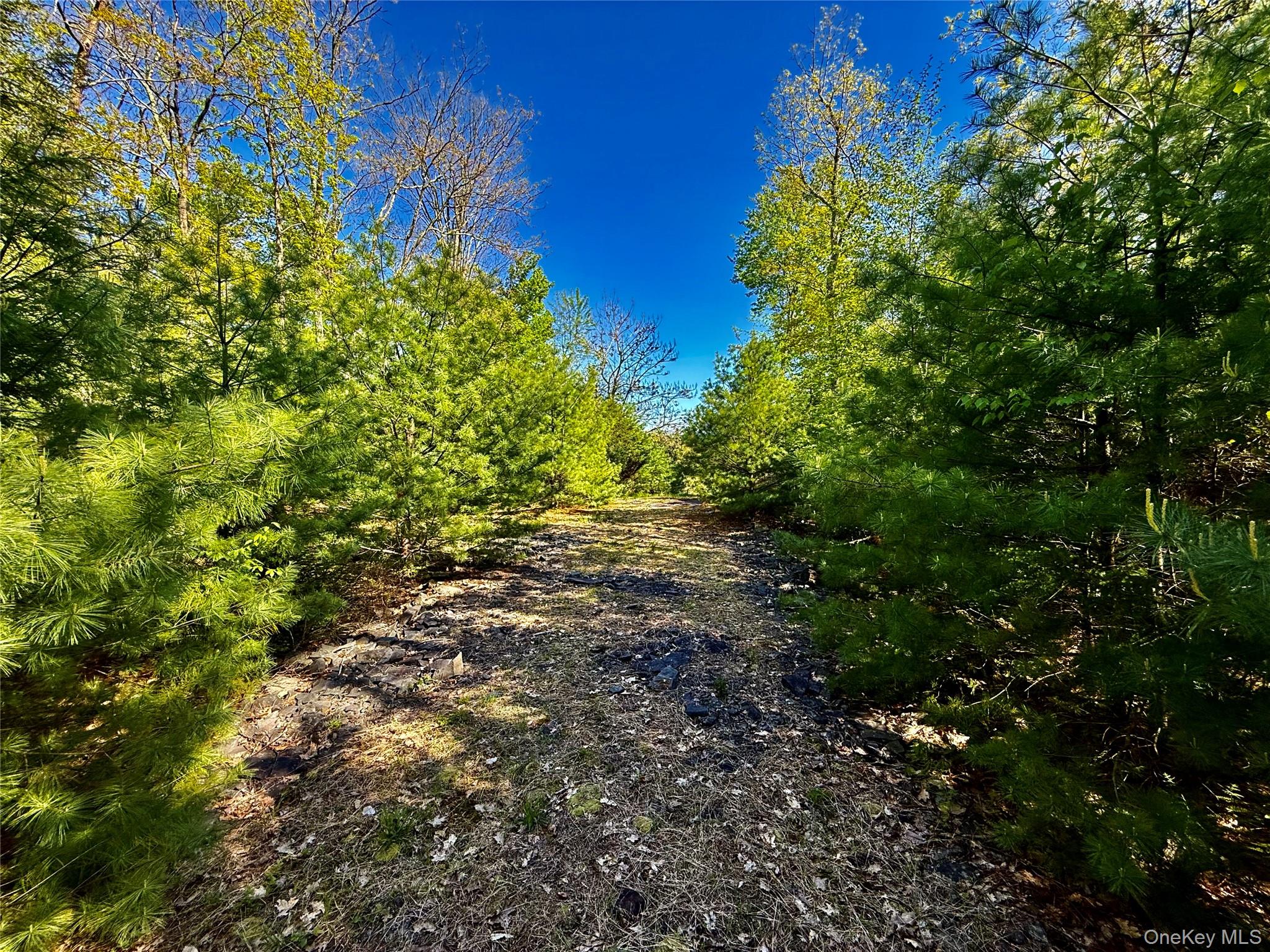 101 Stone Road Hurley, NY 12491 - Photo 17 of 24 a view of a plants with a tree