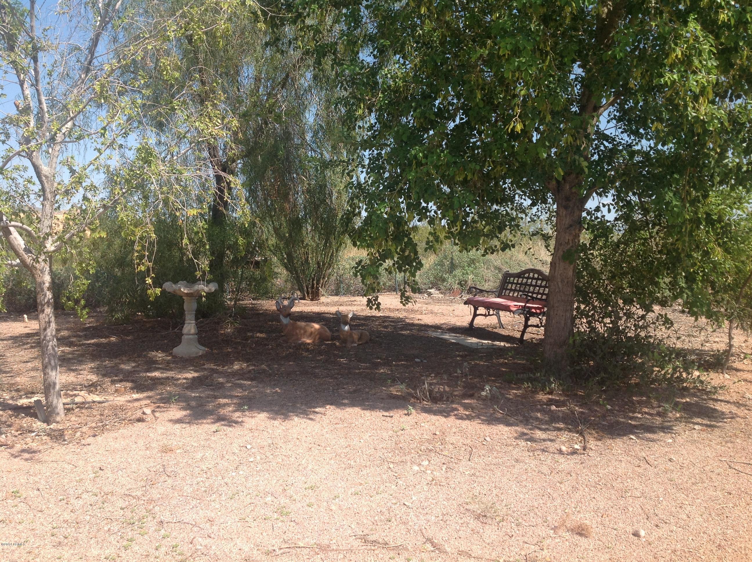 1355 North Acacia Road Apache Junction, AZ 85119 - Photo 42 of 45 a view of a yard with a tree