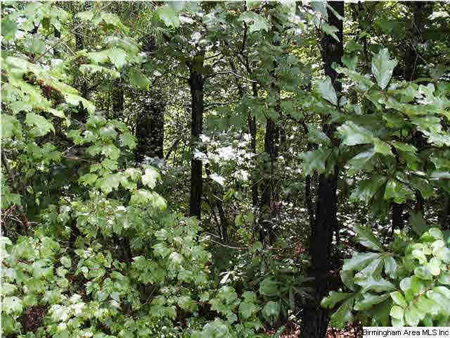 0 Reid Road, Unit 2 LOTS Oneonta, AL 35121 - Photo 2 of 9 Gallery Image 2