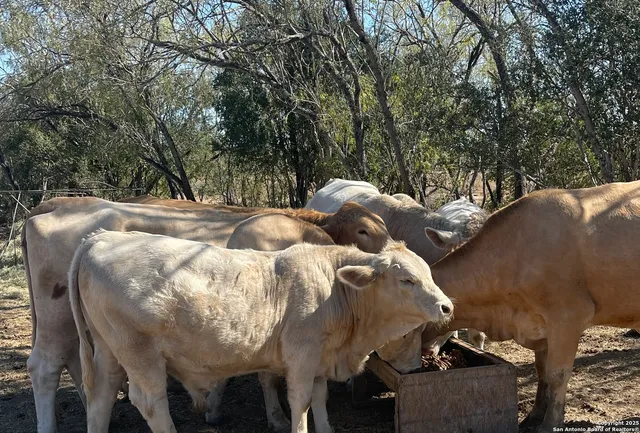 a view of dirt yard with trees