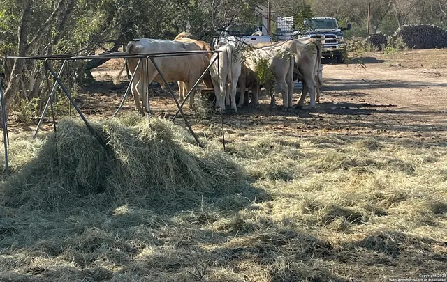a backyard of a house with lots of trees