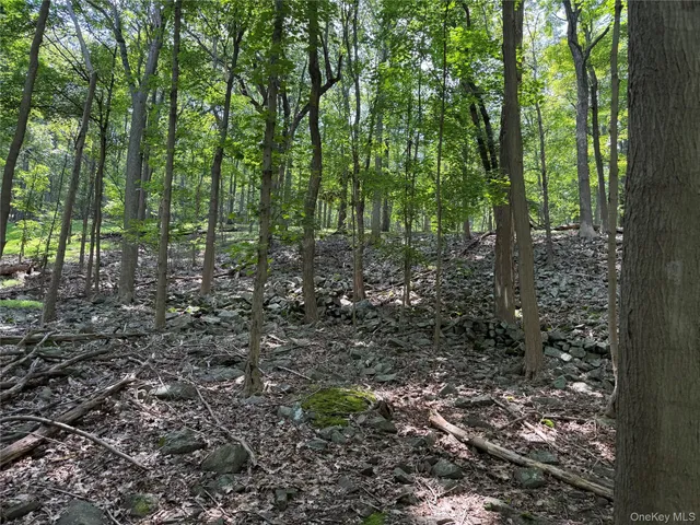 a view of a forest that has large trees
