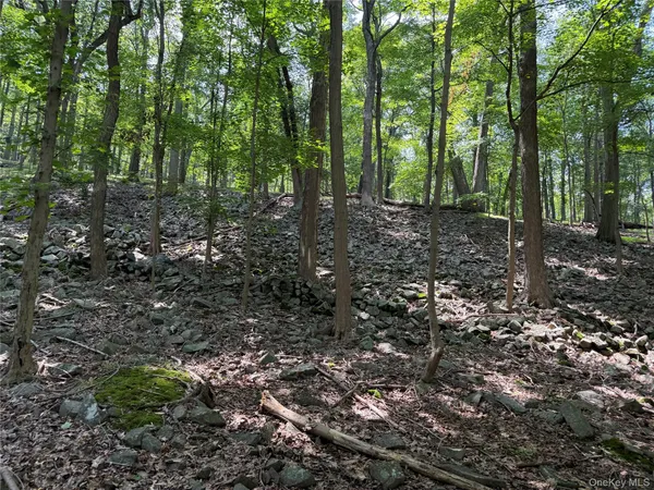 a view of a forest that has large trees