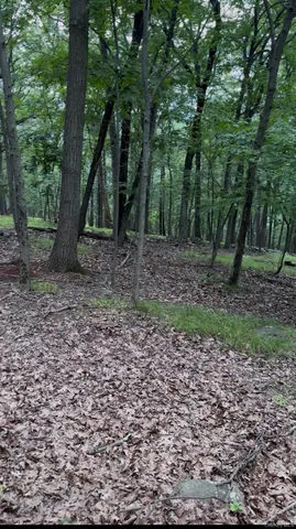 a view of a forest with trees