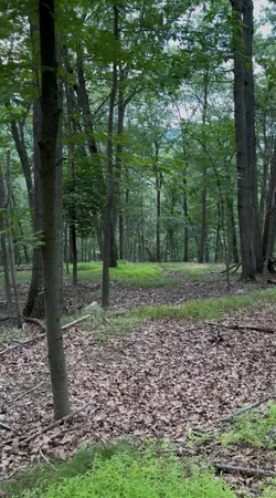 a view of a yard with trees