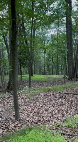 a view of a yard with trees