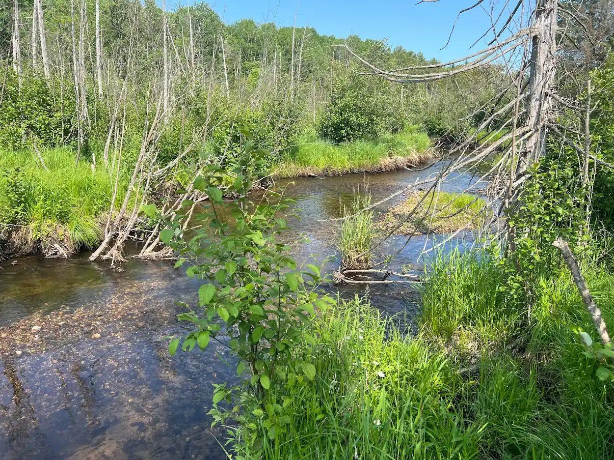 188 West Procunier Road Mikado, MI 48745 - Photo 1 of 20