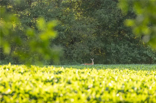 $525,000 | Tbd Southwest Wamsley Road, Osborn, MO 64474