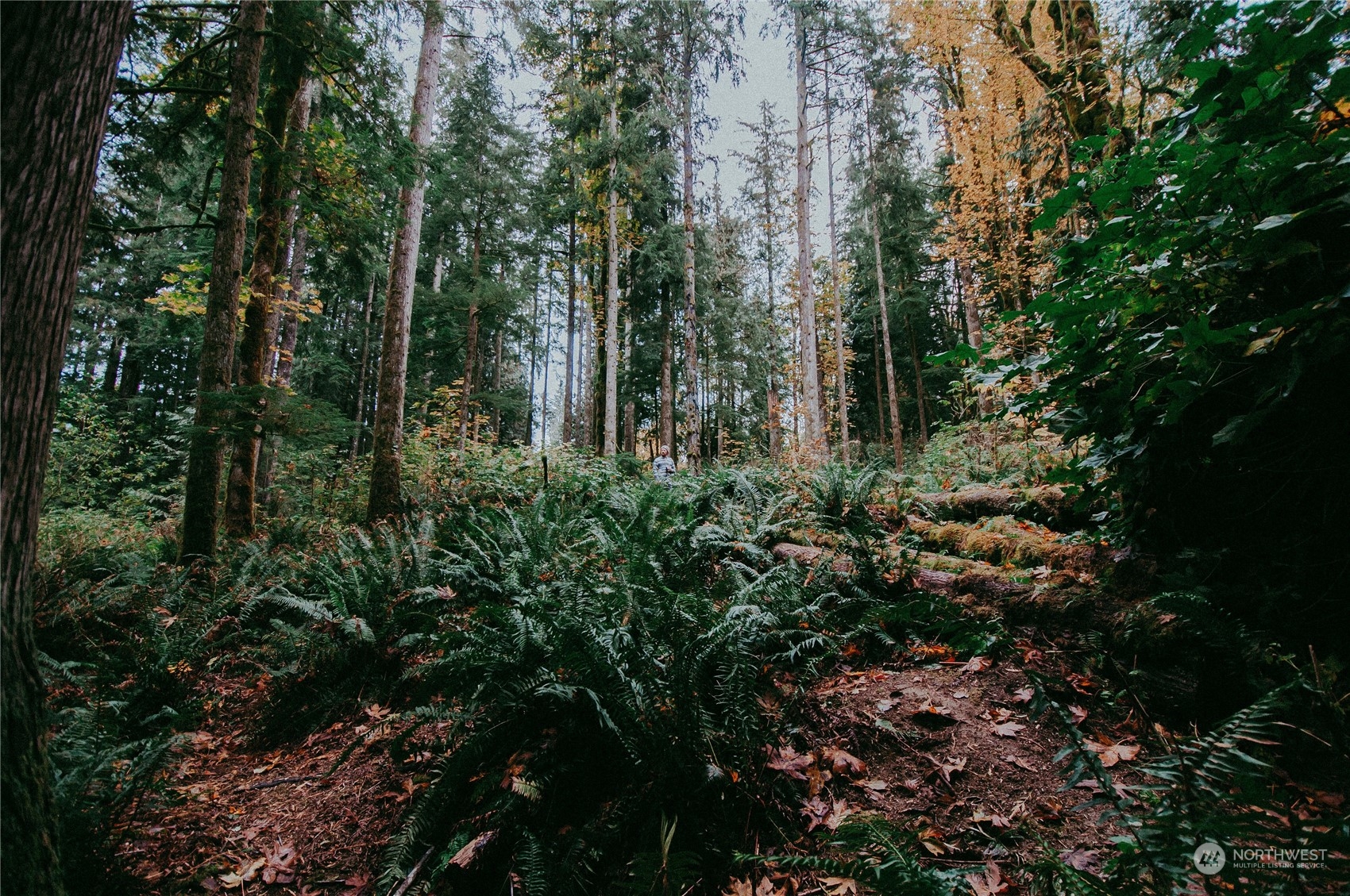 51822 South Riverside Road Gold Bar, WA 98251 - Photo 36 of 40 a view of a forest with a tree