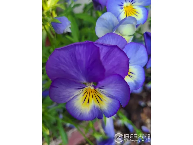 $434,900 | 3730 Garfield Avenue, Wellington, CO 80549