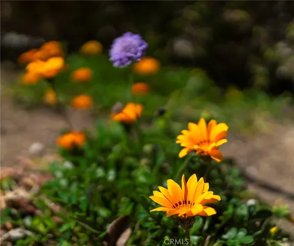 a view of a back yard of the house