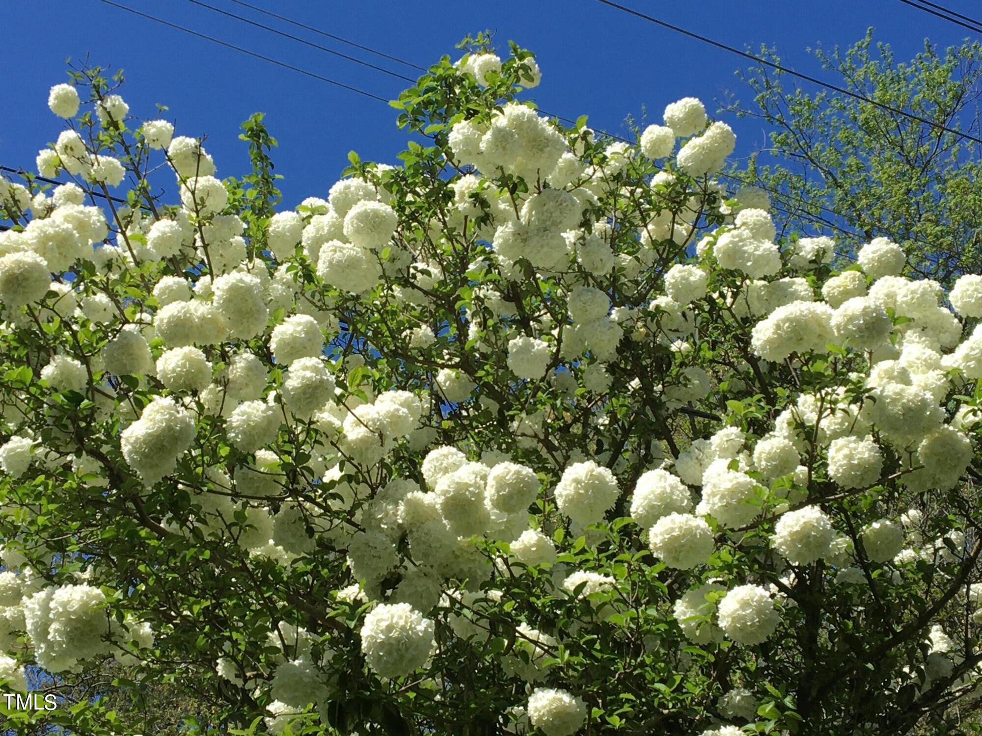 4832 Latimer Road Raleigh, NC 27609 - Photo 2 of 47 a plant with lots of flowers