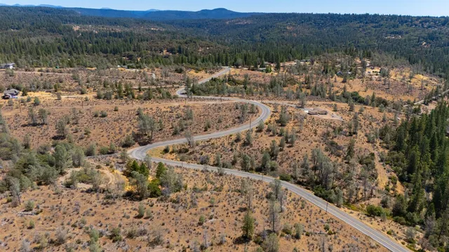 a view of a forest with a plant