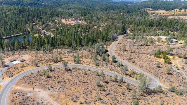 a view of a forest with a tree
