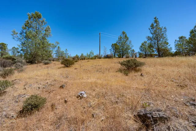 a view of a dry yard with trees
