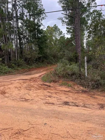 a view of a yard with large trees