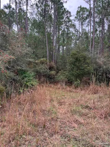a view of a forest with trees in the background