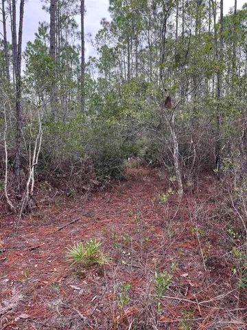 a view of a yard with a tree