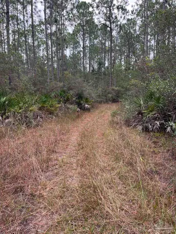 a view of a forest with trees in the background