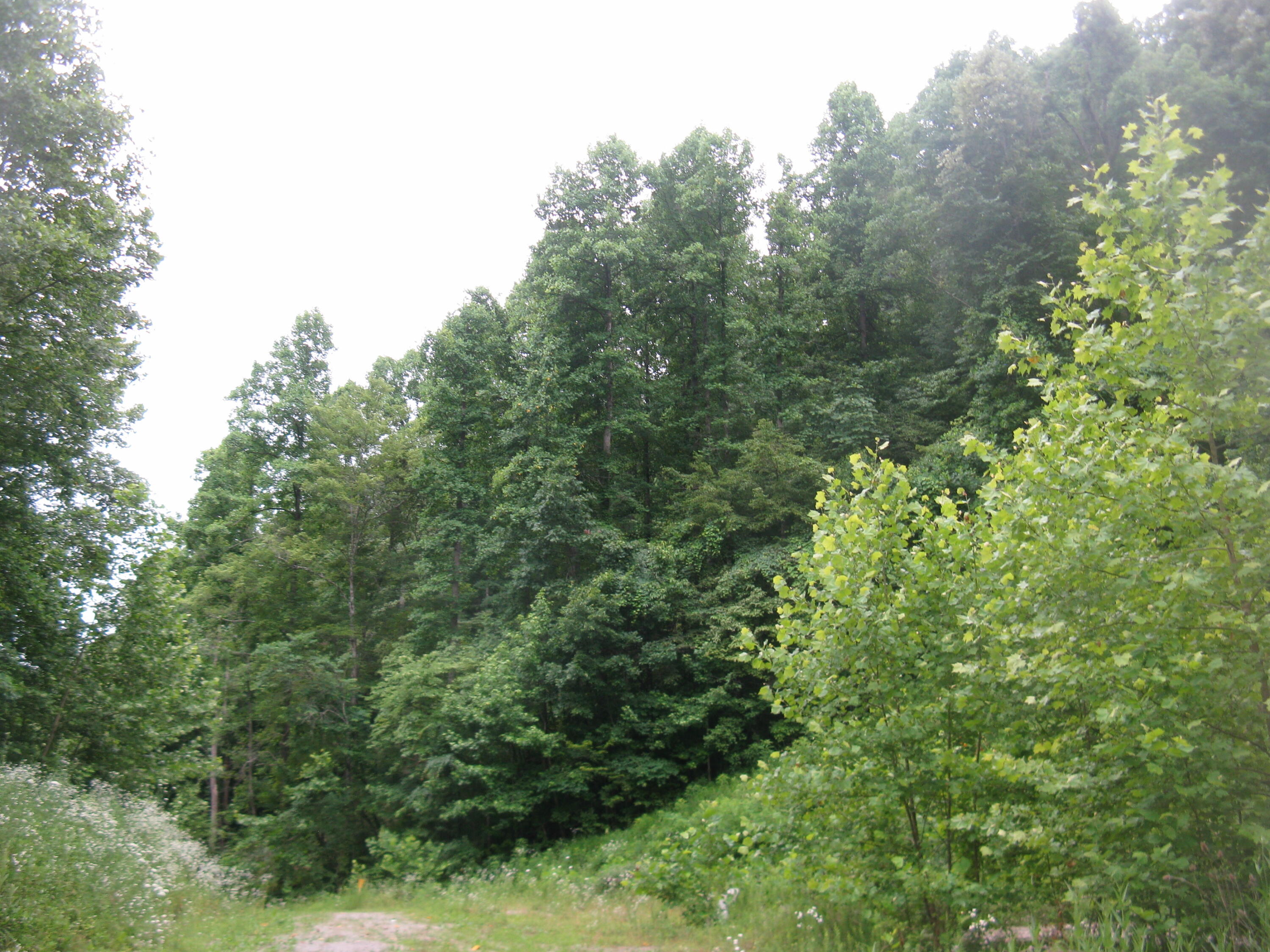 9999 Crane Creek Road Manchester, KY 40962 - Photo 5 of 18 7fd46b0d-ee42-4f4e-9b4a-f1532654d74d