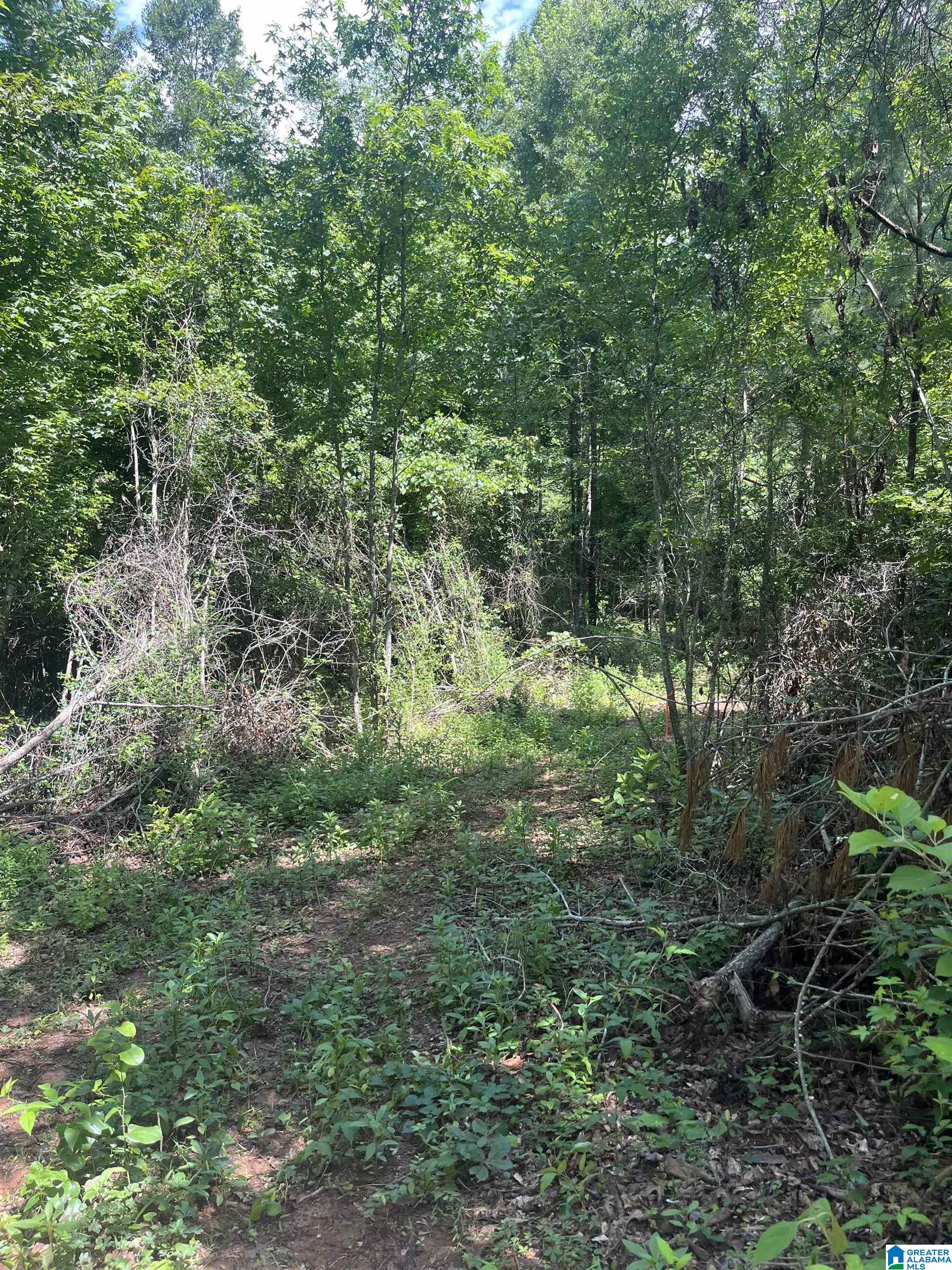 385 Carr Road Alpine, AL 35014 - Photo 2 of 7