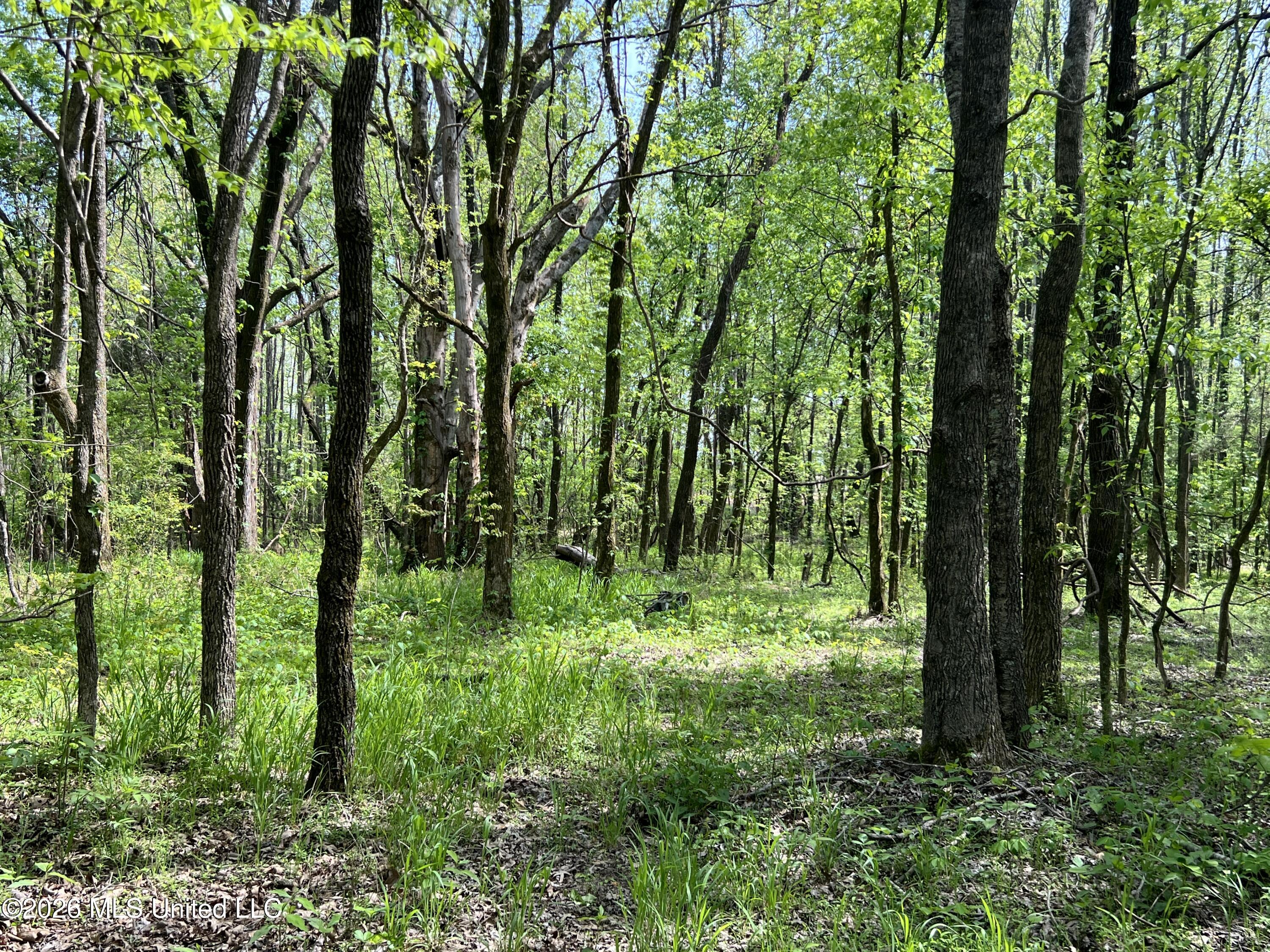0 Lucius Taylor Road Como, MS 38619 - Photo 11 of 19 Taylor IMG_4471