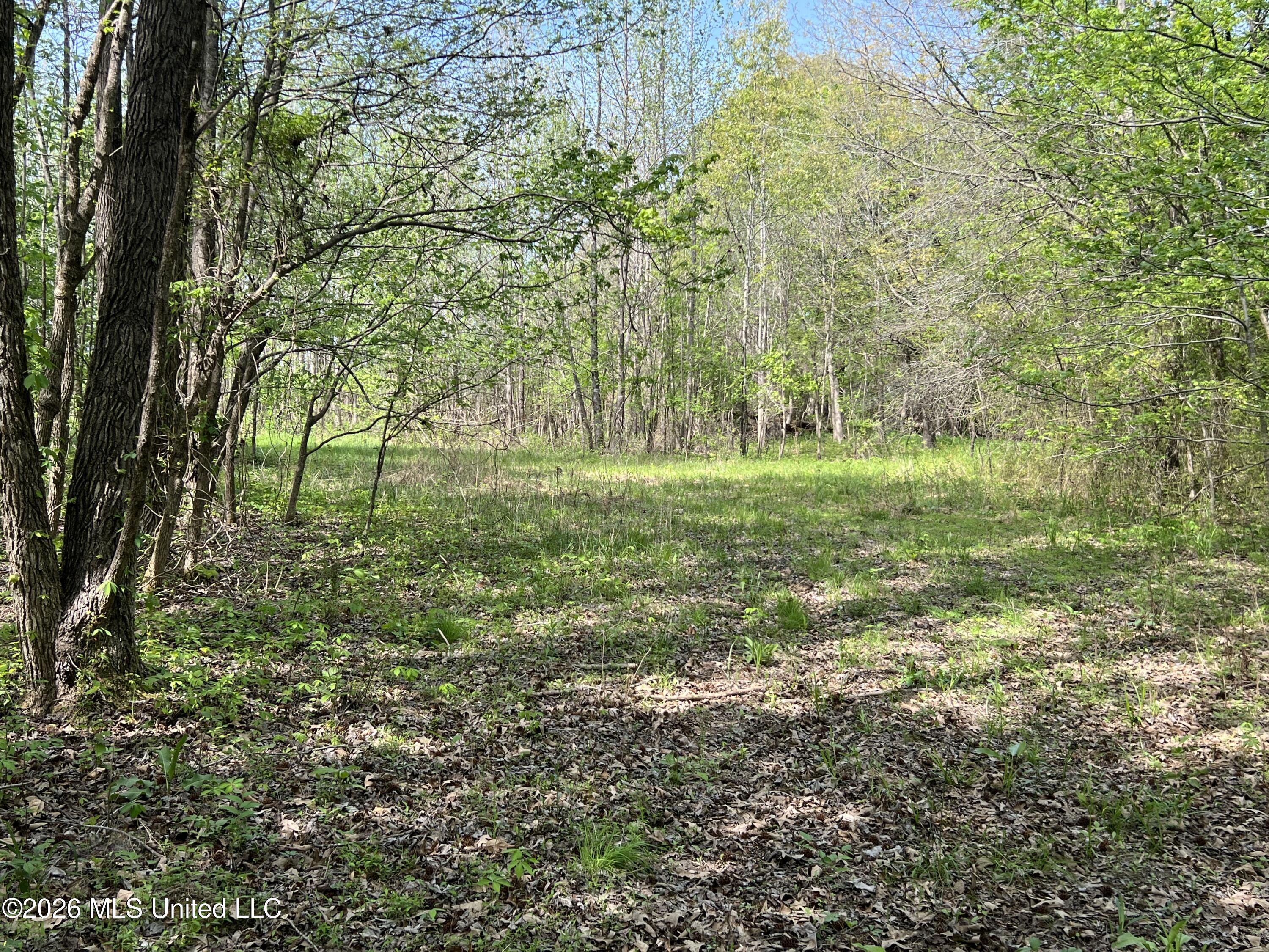 0 Lucius Taylor Road Como, MS 38619 - Photo 12 of 19 Taylor IMG_4474