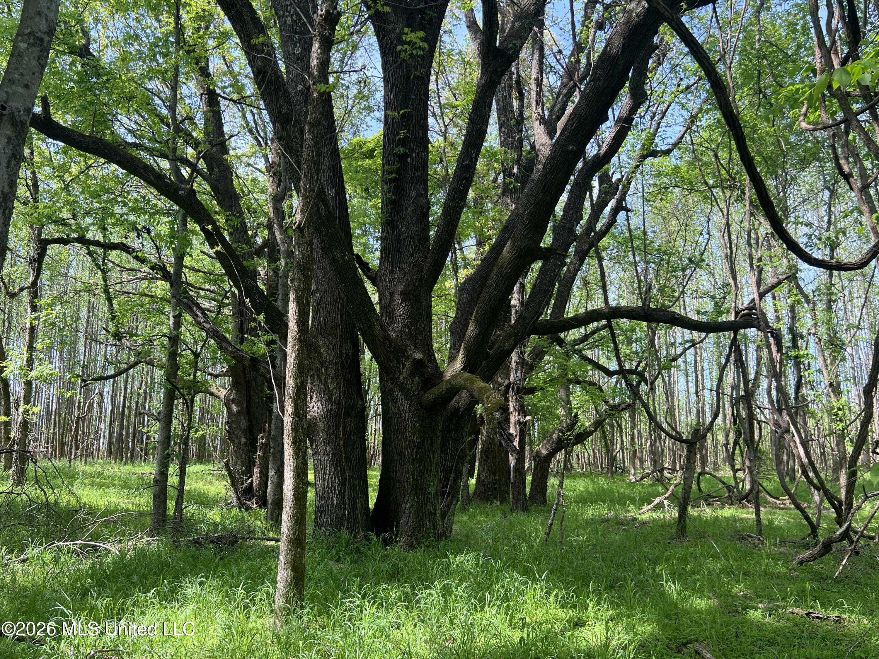 0 Lucius Taylor Road Como, MS 38619 - Photo 14 of 19 Taylor IMG_4496