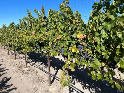 a view of a bunch of flowers