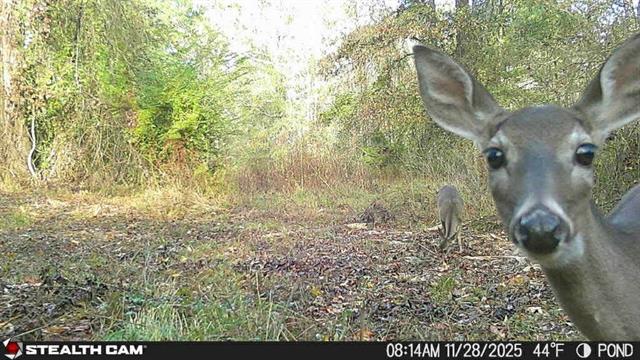 34 Aycock Road Deville, LA 71328 - Photo 4 of 13
