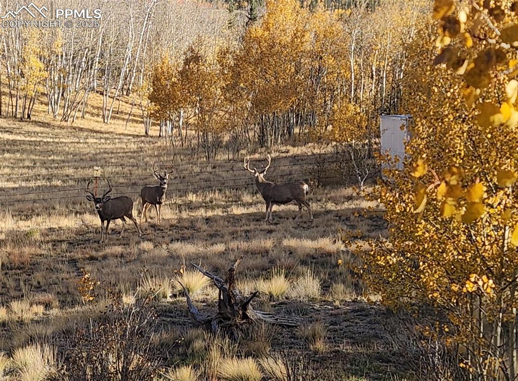 2387 Buffalo Ridge Road Como, CO 80456 - Photo 3 of 50 a view of lots of trees