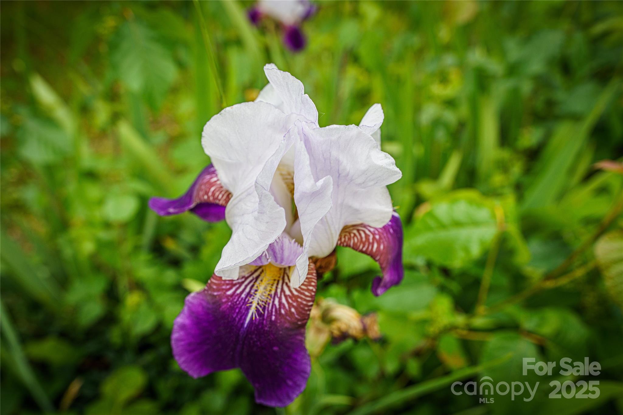 445 Old Holbert Road Hendersonville, NC 28792 - Photo 13 of 13 a view of a flower