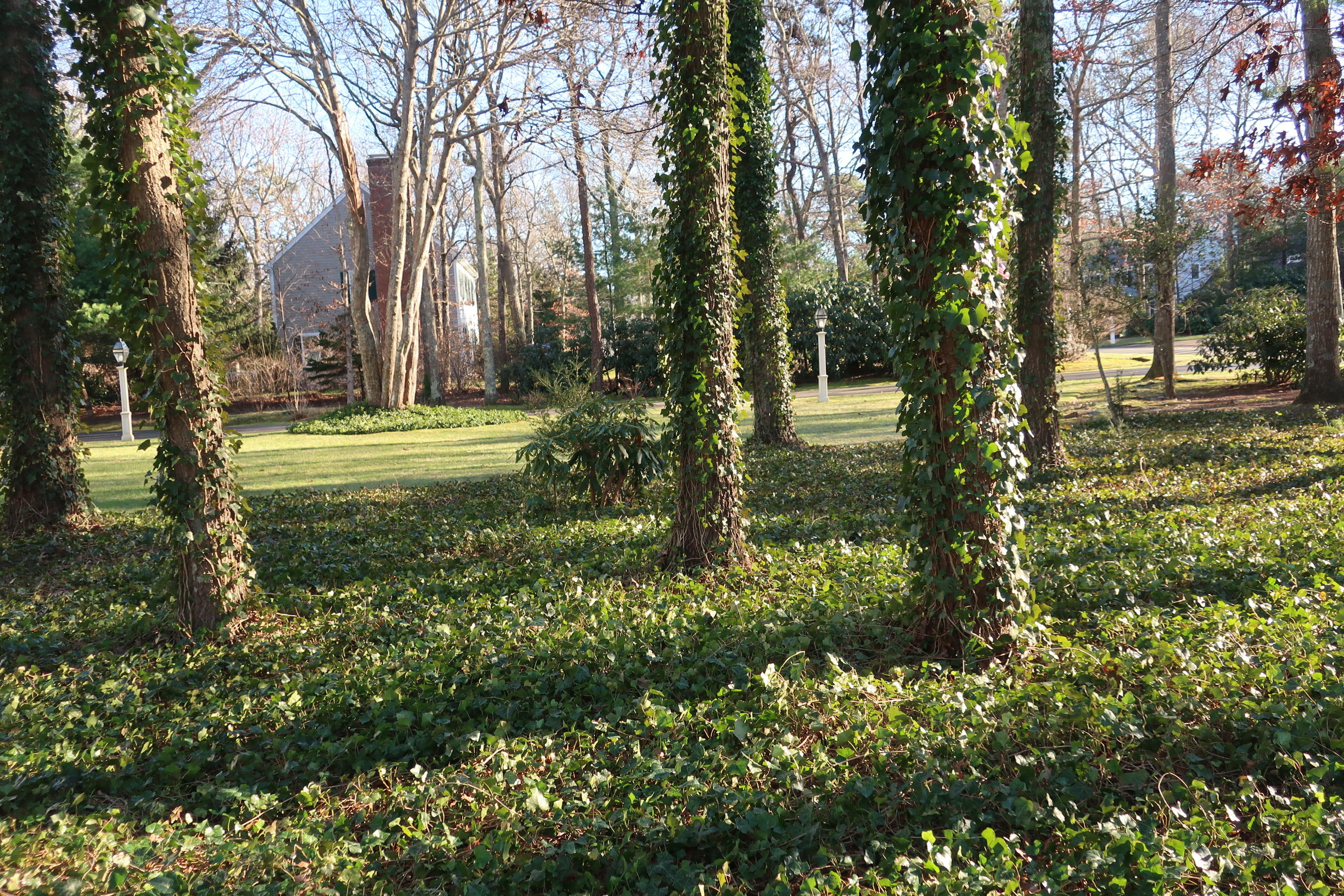 106 Tupelo Road Marstons Mills, MA 02648 - Photo 34 of 47 IMG_0604