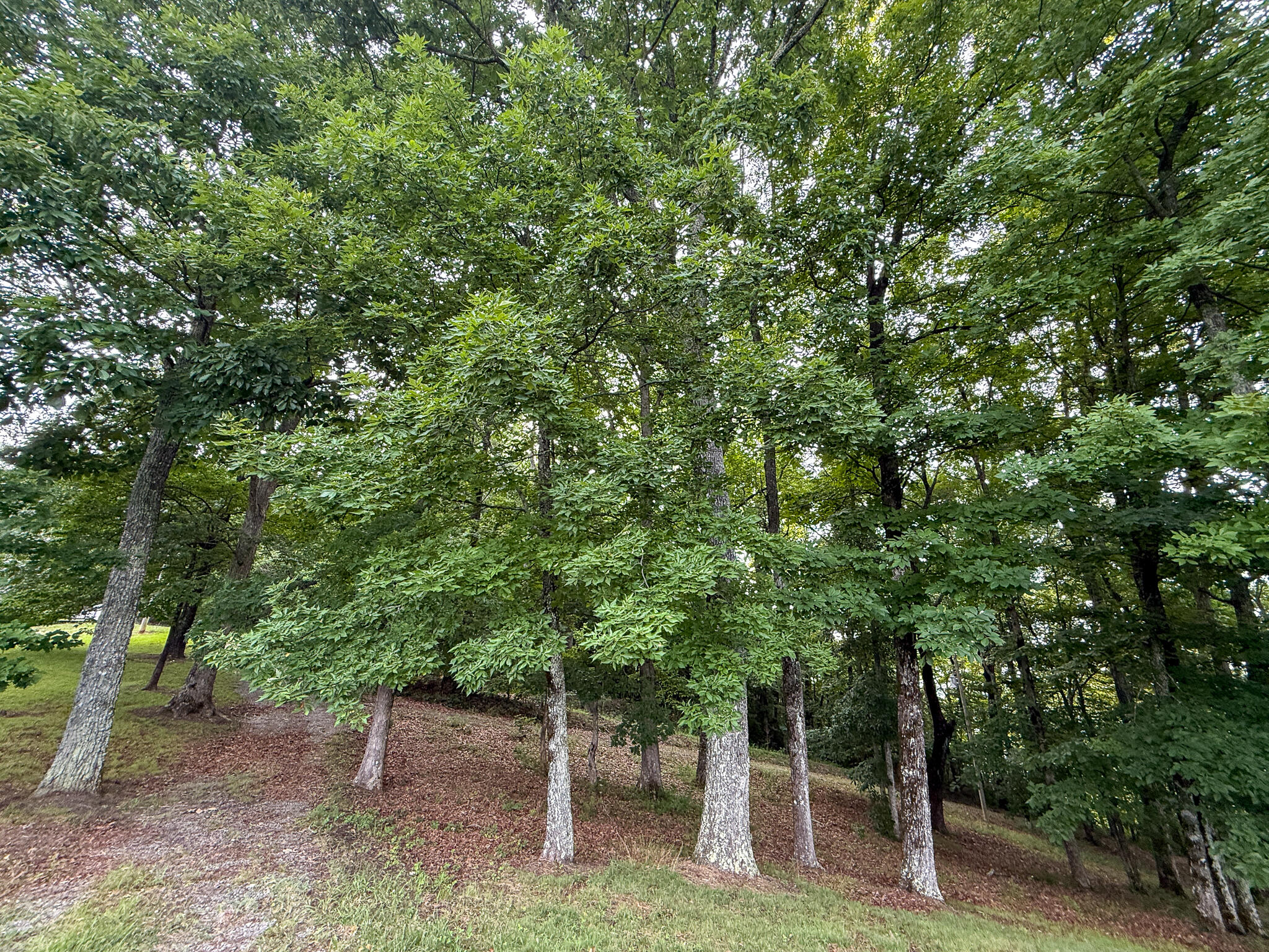 0 West Brow Road Dunlap, TN 37327 - Photo 19 of 19 IMG_3691