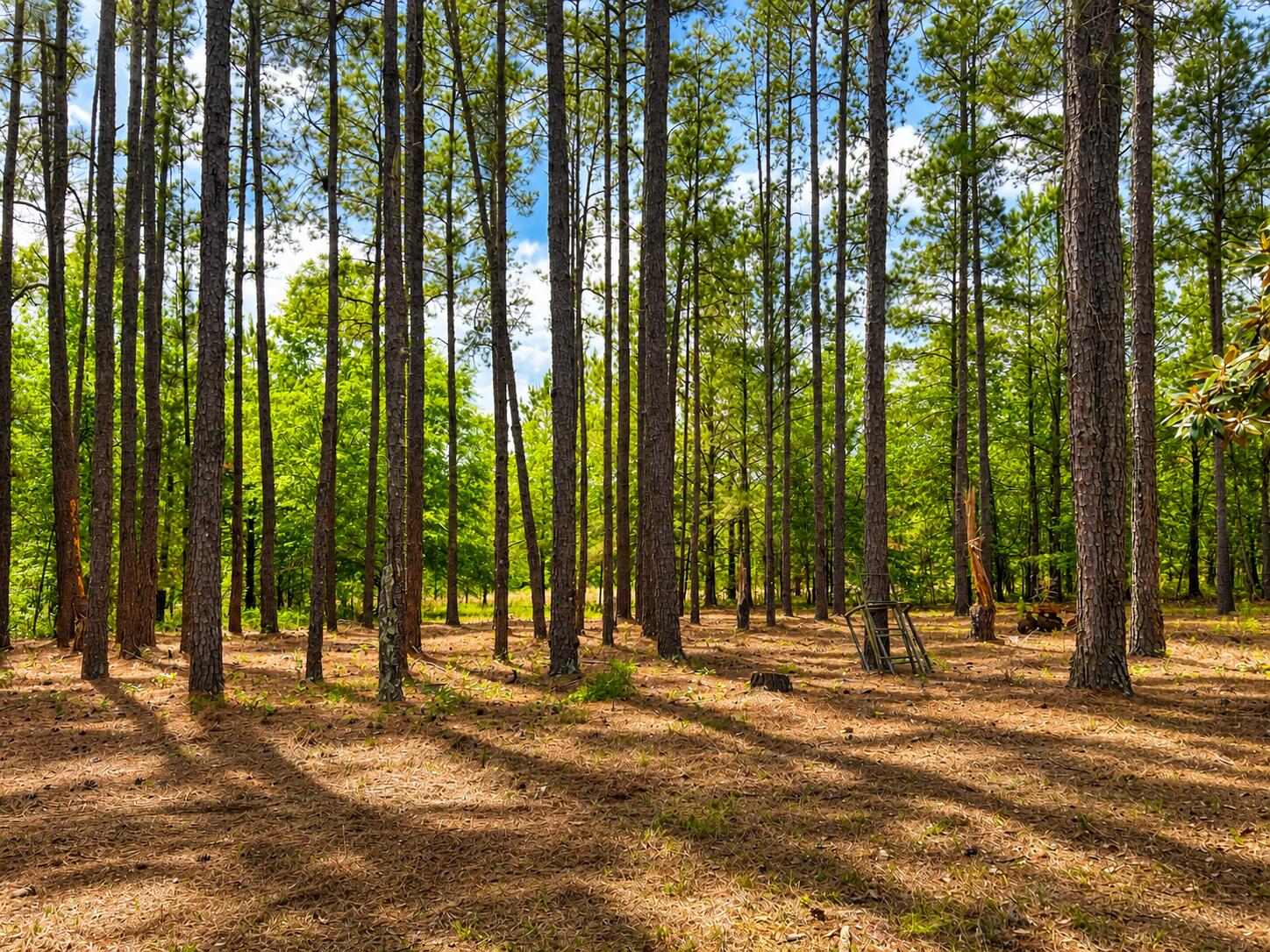 1059 Rabitsch Road Millen, GA 30442 - Photo 19 of 26 ChatGPT Image May 1, 2026, 02_16_52 PM