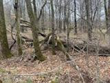 45 Lake Russell Road Newfoundland, PA 18445 - Photo 4 of 8