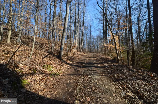 a view of a yard with trees