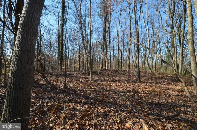 a view of backyard with tree