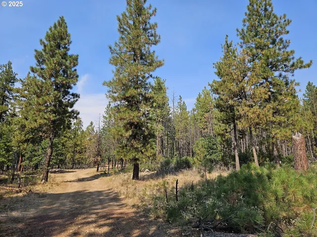 a view of a yard with a tree