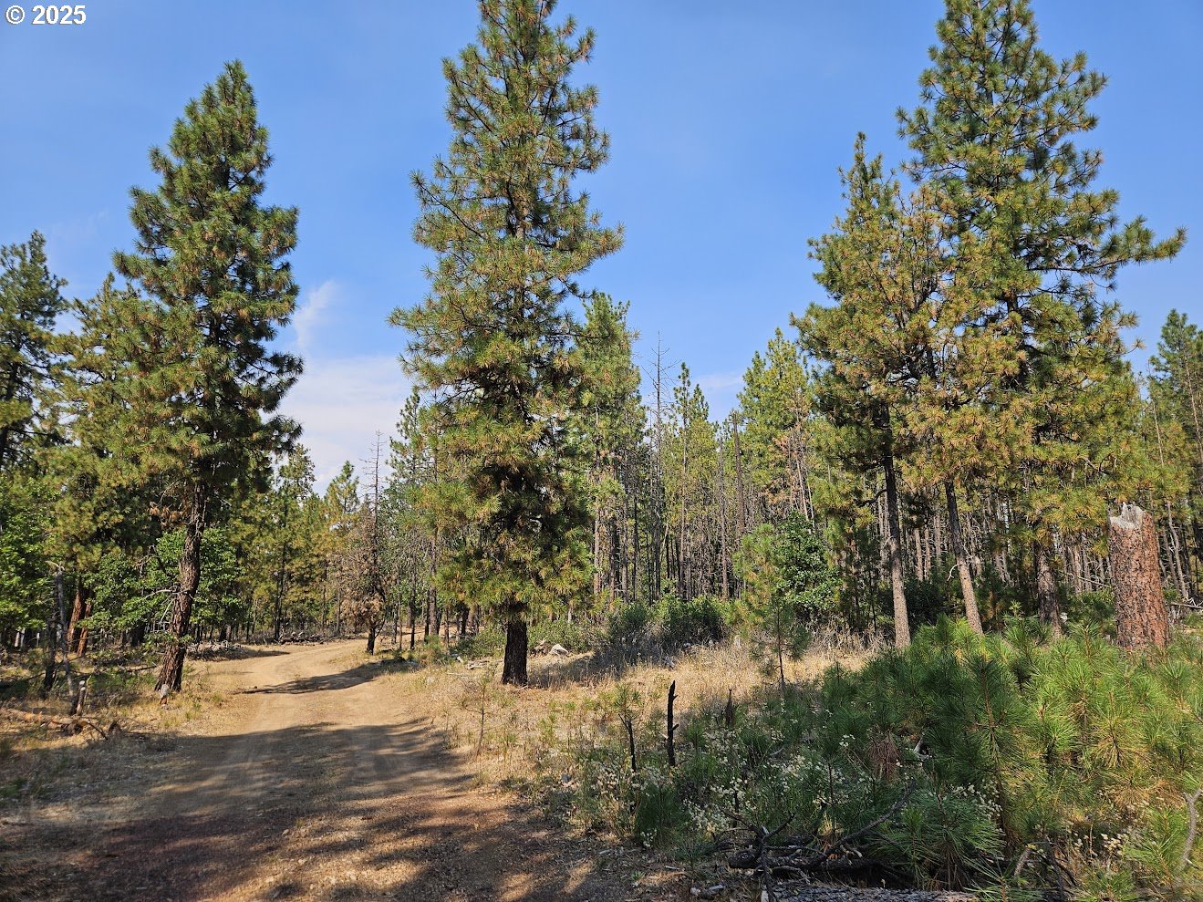 a view of a yard with a tree
